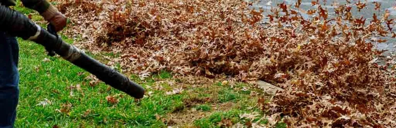 Mastering the Art of Leaf Removal: Practical Tips for a Tidy Yard