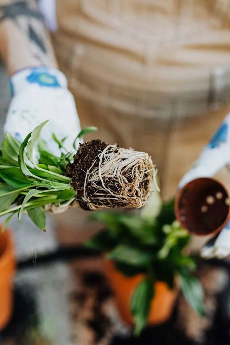 Expert Plant Care: Cultivating Health from the Roots